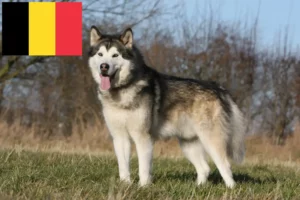 Read more about the article Alaskan Malamute Züchter und Welpen in Belgien