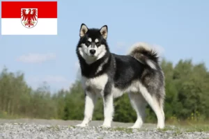 Read more about the article Alaskan Malamute Züchter und Welpen in Brandenburg