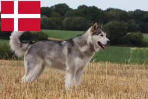 Read more about the article Alaskan Malamute Züchter und Welpen in Dänemark