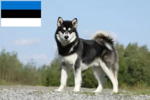 Read more about the article Alaskan Malamute Züchter und Welpen in Estland