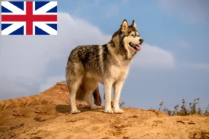 Read more about the article Alaskan Malamute Züchter und Welpen in Großbritannien