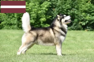 Read more about the article Alaskan Malamute Züchter und Welpen in Lettland