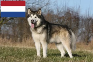 Read more about the article Alaskan Malamute Züchter und Welpen in den Niederlanden