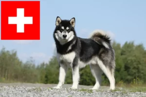 Read more about the article Alaskan Malamute Züchter und Welpen in der Schweiz