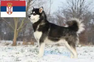 Read more about the article Alaskan Malamute Züchter und Welpen in Serbien