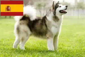 Read more about the article Alaskan Malamute Züchter und Welpen in Spanien