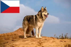 Read more about the article Alaskan Malamute Züchter und Welpen in Tschechien