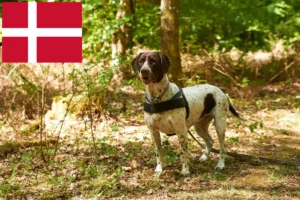 Read more about the article Altdänischer Vorstehhund Züchter und Welpen in Dänemark