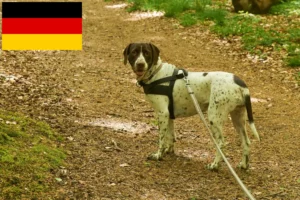 Read more about the article Altdänischer Vorstehhund Züchter und Welpen in Deutschland