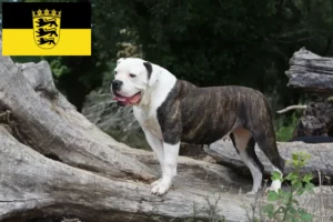 Read more about the article American Bulldog Züchter und Welpen in Baden-Württemberg