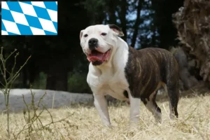 Read more about the article American Bulldog Züchter und Welpen in Bayern