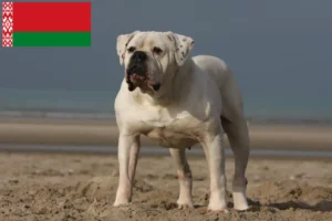 Read more about the article American Bulldog Züchter und Welpen in Belarus