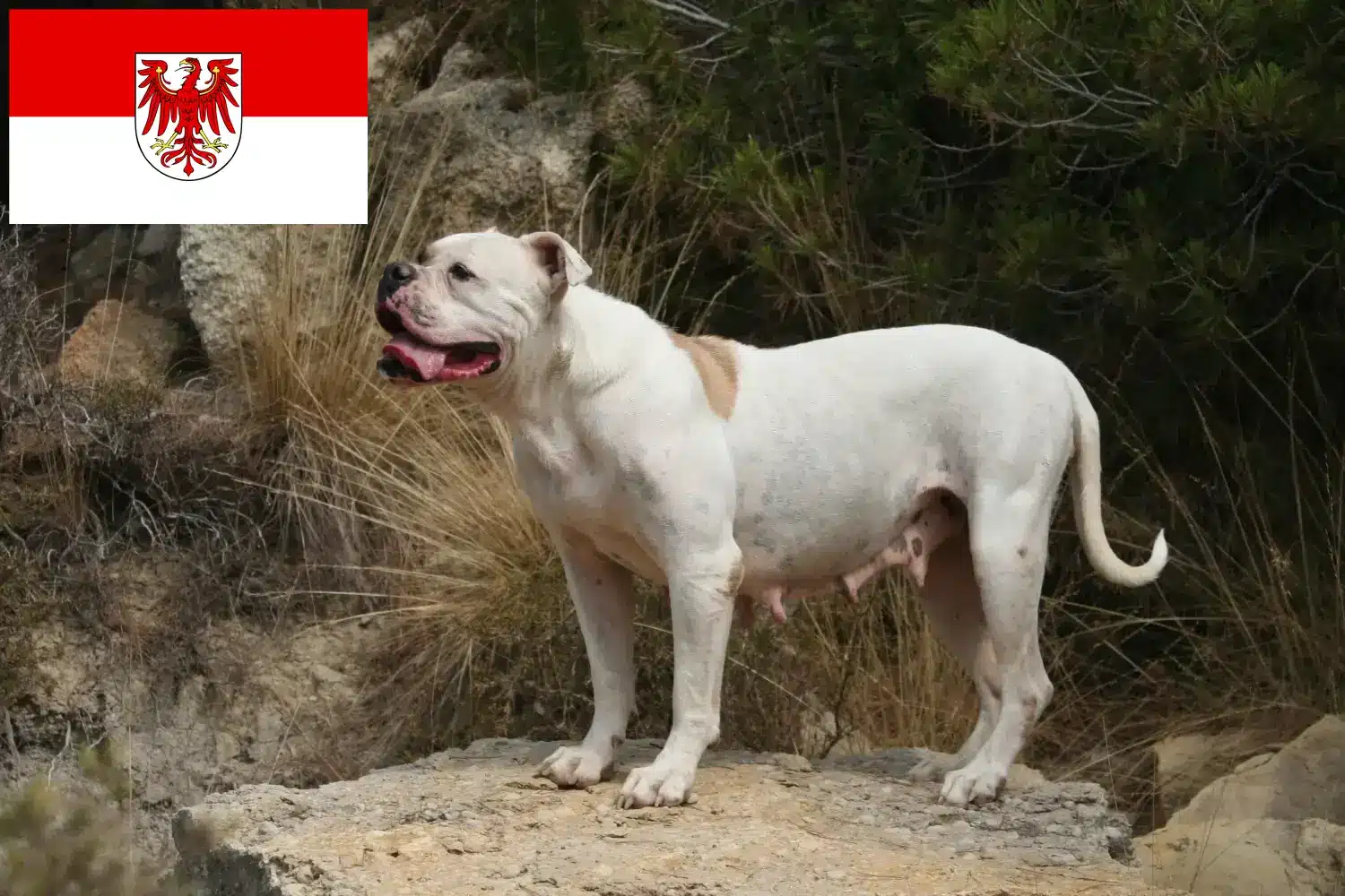 American Bulldog Welpen und Züchter Brandenburg Hier findest Du American Bulldogs Züchter in Brandenburg.