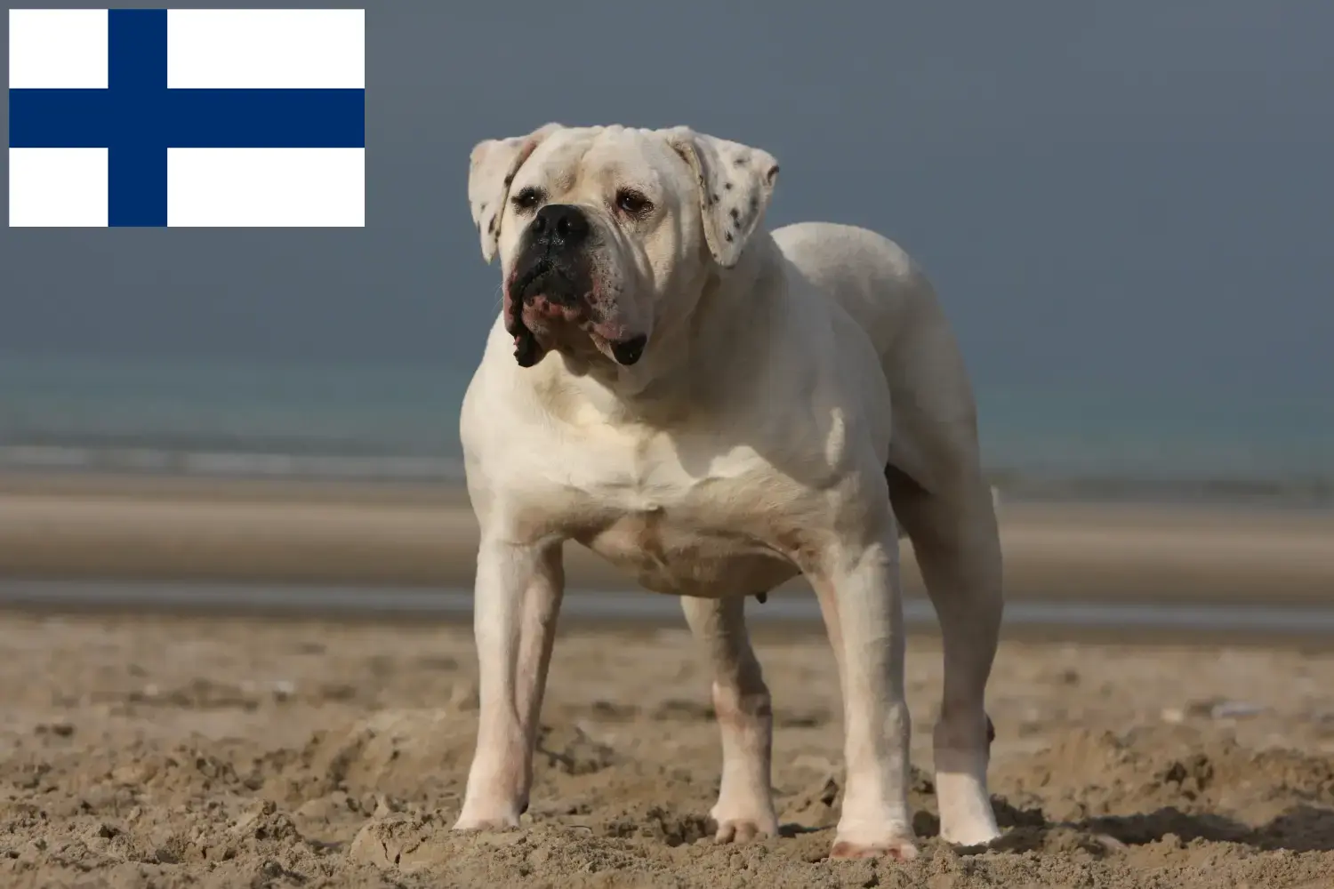 American Bulldog Welpen und Züchter Finnland Hier findest Du American Bulldogs Züchter in Finnland.