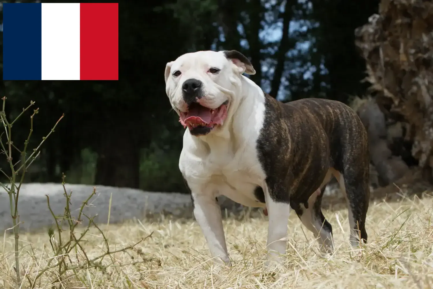 American Bulldog Welpen und Züchter Frankreich Hier findest Du American Bulldogs Züchter in Frankreich.