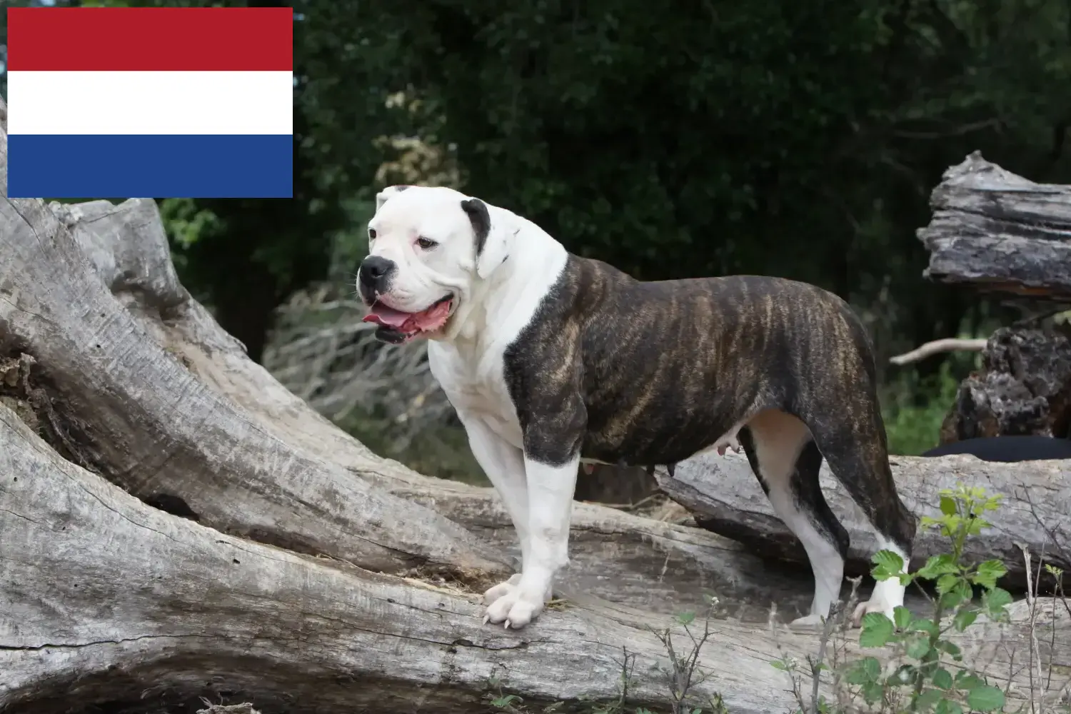American Bulldog Welpen und Züchter Niederlande Hier findest Du American Bulldogs Züchter in den Niederlanden.