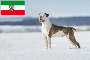 Read more about the article American Bulldog Züchter und Welpen in Nordrhein-Westfalen