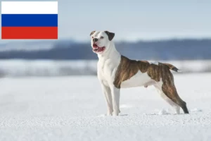 Read more about the article American Bulldog Züchter und Welpen in Russland