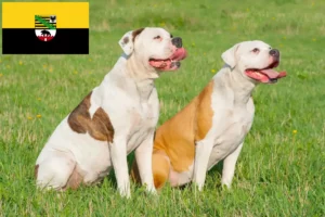 Read more about the article American Bulldog Züchter und Welpen in Sachsen-Anhalt