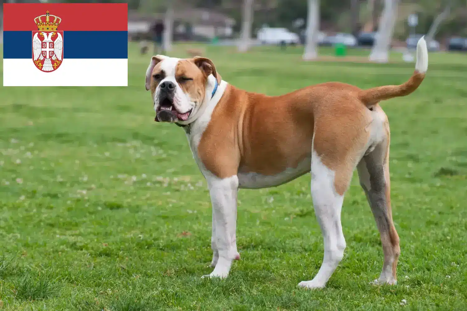 American Bulldog Welpen und Züchter Serbien Hier findest Du American Bulldogs Züchter in Serbien.