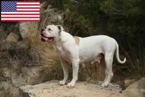 Read more about the article American Bulldog Züchter und Welpen in den USA