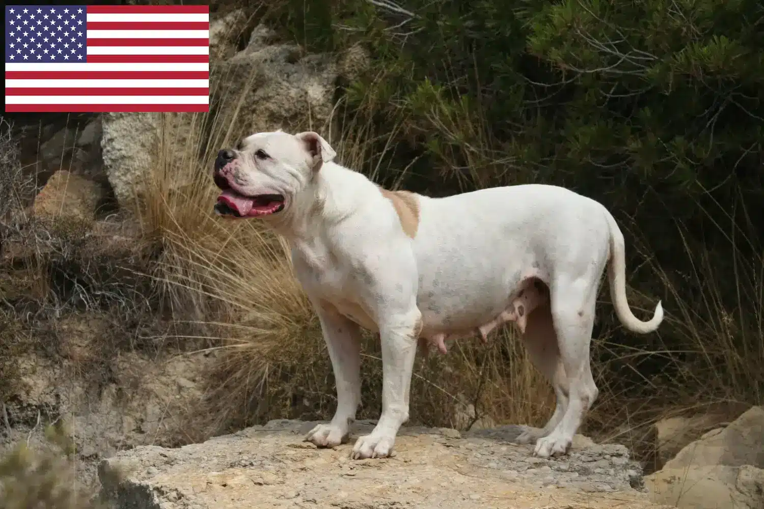 American Bulldog Welpen und Züchter USA Hier findest Du American Bulldogs Züchter in den USA.