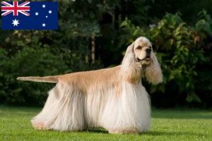 Read more about the article American Cocker Spaniel Züchter und Welpen in Australien