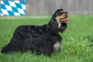 Read more about the article American Cocker Spaniel Züchter und Welpen in Bayern