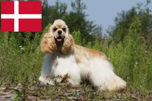 Mehr über den Artikel erfahren American Cocker Spaniel Züchter und Welpen in Dänemark