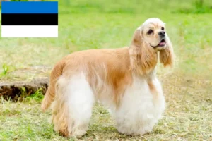 Read more about the article American Cocker Spaniel Züchter und Welpen in Estland