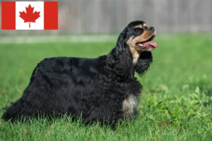 Read more about the article American Cocker Spaniel Züchter und Welpen in Kanada