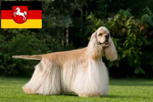 Read more about the article American Cocker Spaniel Züchter und Welpen in Niedersachsen