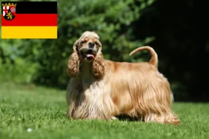 Mehr über den Artikel erfahren American Cocker Spaniel Züchter und Welpen in Rheinland-Pfalz