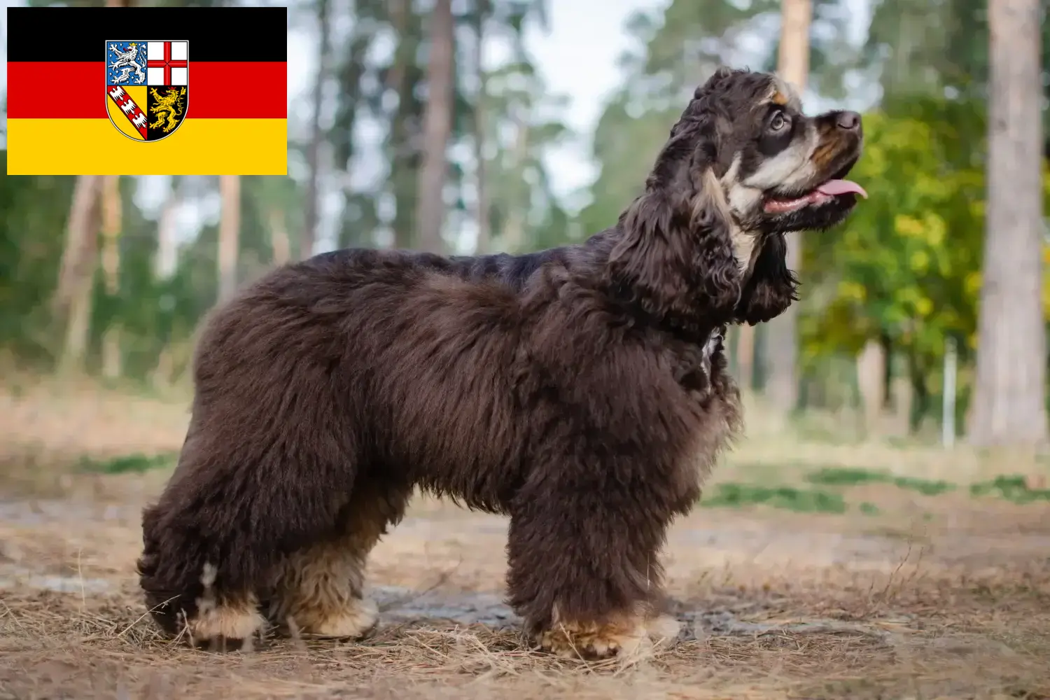 American Cocker Spaniel Welpen und Züchter Saarland Hier findest Du American Cocker Spaniels Züchter im Saarland.