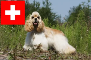 Read more about the article American Cocker Spaniel Züchter und Welpen in der Schweiz