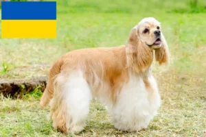 Mehr über den Artikel erfahren American Cocker Spaniel Züchter und Welpen in der Ukraine