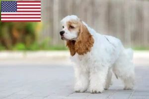 Mehr über den Artikel erfahren American Cocker Spaniel Züchter und Welpen in den USA