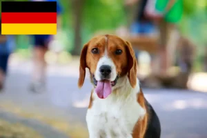 Read more about the article American Foxhound Züchter und Welpen in Deutschland