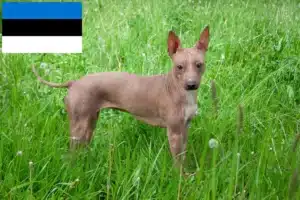 Read more about the article American Hairless Terrier Züchter und Welpen in Estland