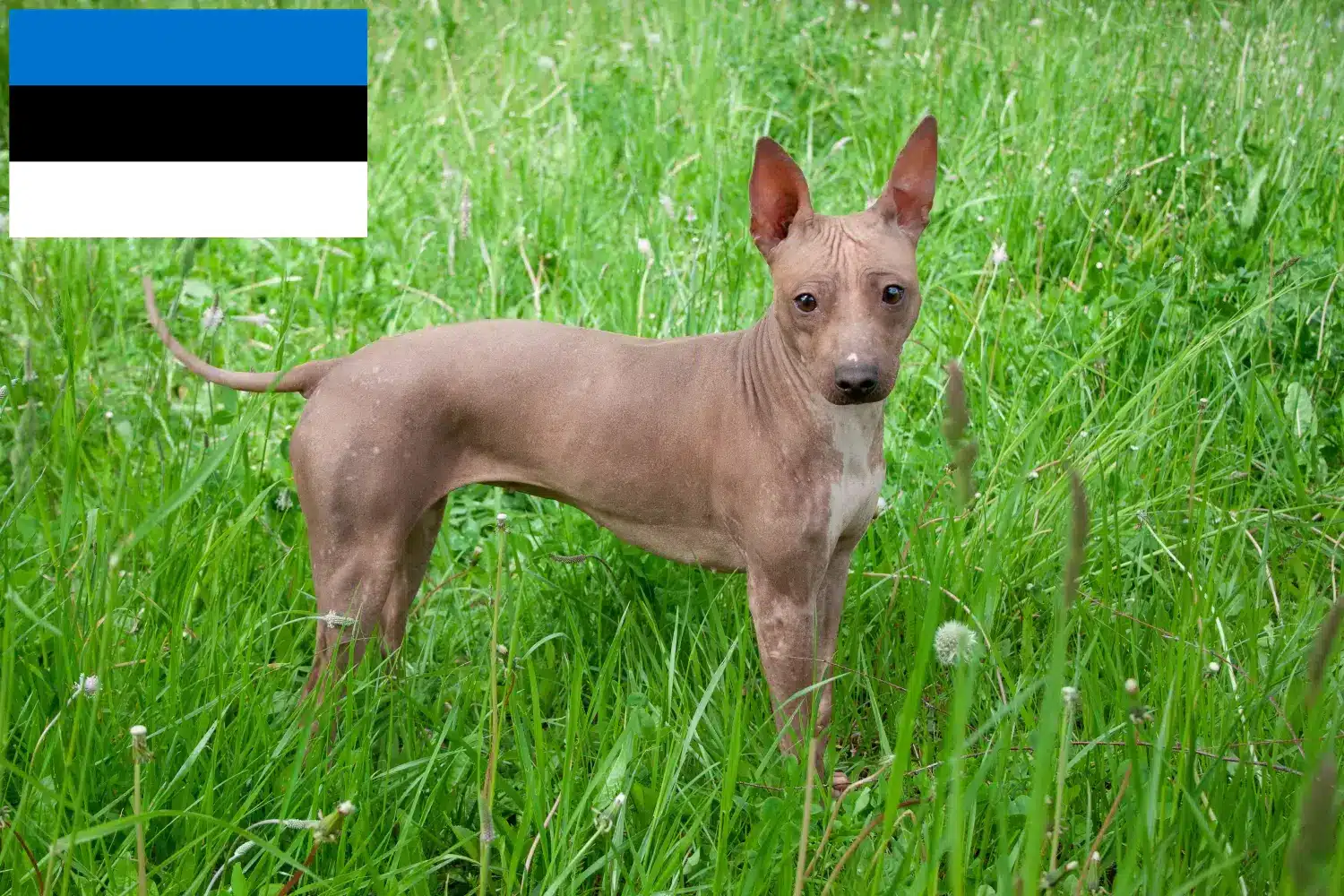 American Hairless Terrier Welpen und Züchter Estland Hier findest Du American Hairless Terrier Züchter in Estland.