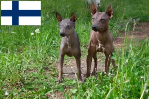 Read more about the article American Hairless Terrier Züchter und Welpen in Finnland