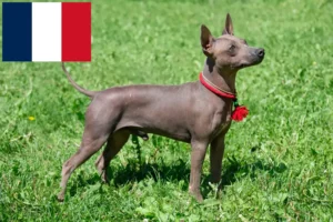 Read more about the article American Hairless Terrier Züchter und Welpen in Frankreich