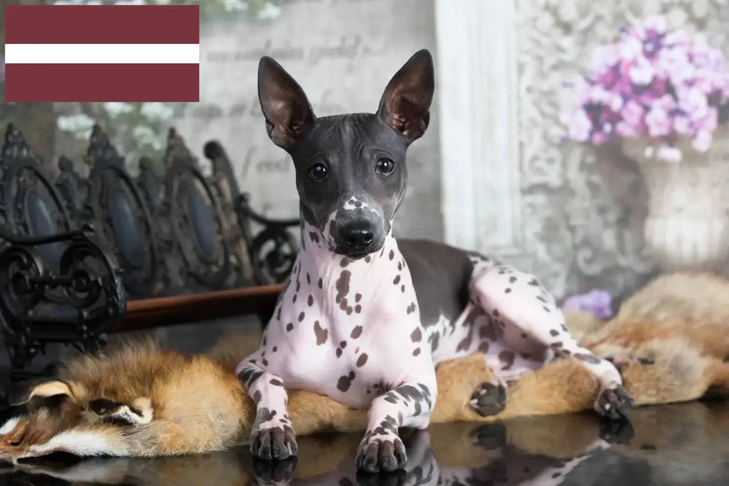 American Hairless Terrier Welpen und Züchter Lettland Hier findest Du American Hairless Terrier Züchter in Lettland.