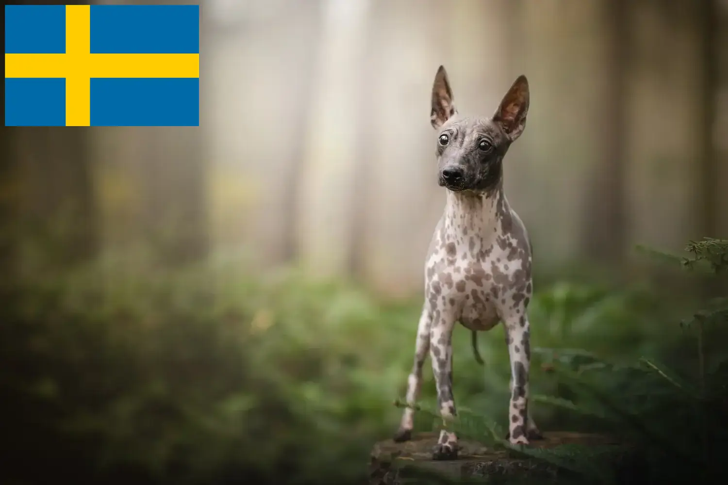 American Hairless Terrier Welpen und Züchter Schweden Hier findest Du American Hairless Terrier Züchter in Schweden.