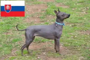 Read more about the article American Hairless Terrier Züchter und Welpen in der Slowakei