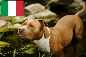 Read more about the article American Pit Bull Terrier Züchter und Welpen in Italien