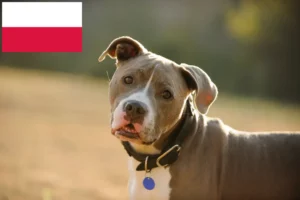 Read more about the article American Pit Bull Terrier Züchter und Welpen in Polen