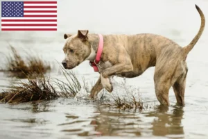 Read more about the article American Pit Bull Terrier Züchter und Welpen in den USA