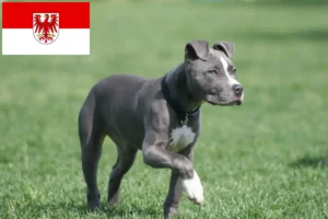 Read more about the article American Staffordshire Terrier Züchter und Welpen in Brandenburg