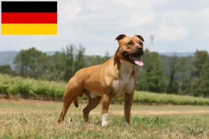 Mehr über den Artikel erfahren American Staffordshire Terrier Züchter und Welpen in Deutschland